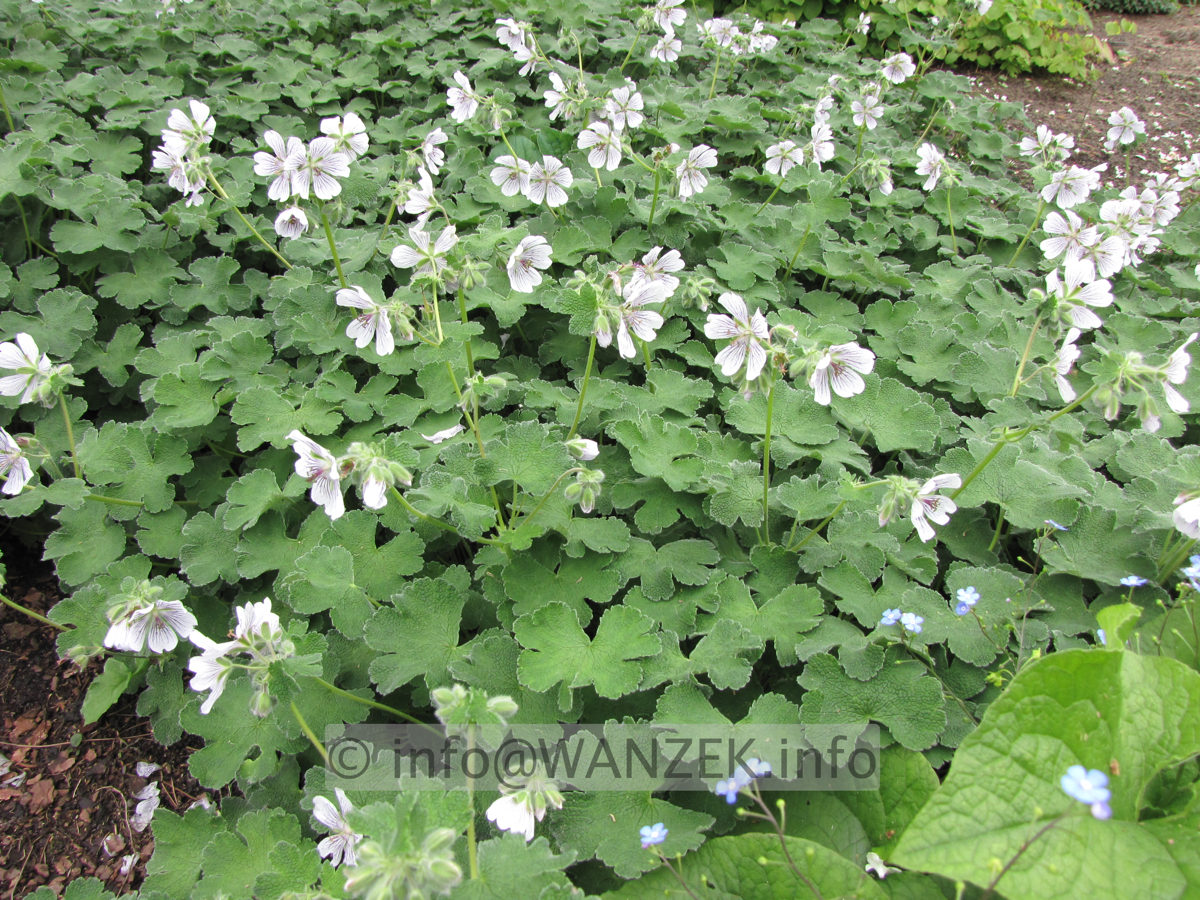 Geranium renardii - flaechig bluehend.JPG